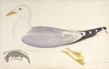 266 Swedish Birds . Larus Canus, Common Gull, Female